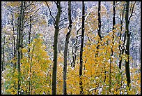 Yellow aspens with fresh snow. Rocky Mountain National Park, Colorado, USA.