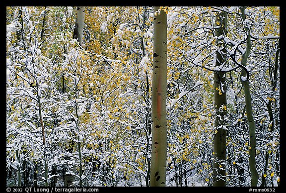 Yellow aspens with fresh snow. Rocky Mountain National Park, Colorado, USA.