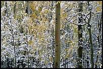 Yellow aspens with fresh snow. Rocky Mountain National Park ( color)