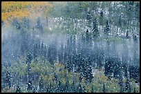 Aspens, spruce, snow, and fog. Rocky Mountain National Park, Colorado, USA.