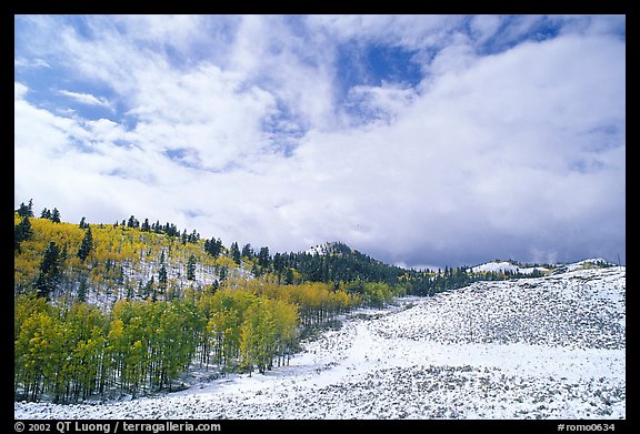 Aspens, snow, and clouds. Rocky Mountain National Park, Colorado, USA.