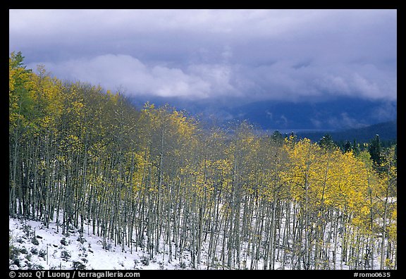 Aspens and snow. Colorado, USA