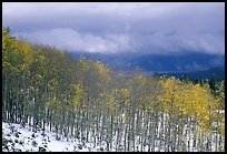 Aspens and snow. Colorado, USA (color)