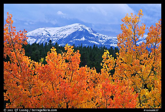 Orange aspens and blue mountains. Colorado, USA