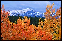 Orange aspens and blue mountains. Colorado, USA ( color)