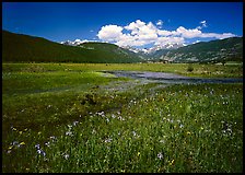 Summer flowers and stream in Many Parks area. Rocky Mountain National Park ( color)