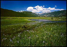 Summer flowers and stream in Many Parks area. Rocky Mountain National Park, Colorado, USA.