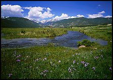 Wildflowers, meadow, and stream, Many Parks. Rocky Mountain National Park, Colorado, USA.