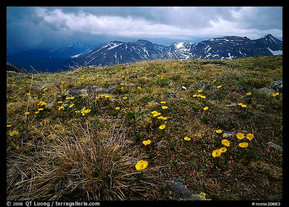 Yellow alpine wildflowers, tundra and mountains. Rocky Mountain National Park, Colorado, USA.