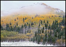Yellow aspens and conifers in snow and fog. Rocky Mountain National Park, Colorado, USA.