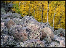 Lichen-covered boulders and yellow aspens. Rocky Mountain National Park, Colorado, USA.