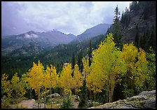 Aspens in fall foliage and Glacier basin mountains. Rocky Mountain National Park, Colorado, USA. (color)