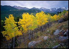 Aspens in bright yellow foliage and mountain range in Glacier basin. Rocky Mountain National Park, Colorado, USA.