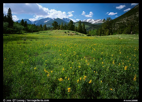 Wildflower carpet in meadow and mountain range. Rocky Mountain National Park, Colorado, USA.