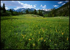 Wildflower carpet in meadow and mountain range. Rocky Mountain National Park ( color)