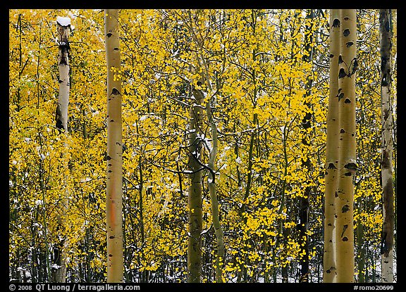 Aspens in autumn color with early  snowfall. Rocky Mountain National Park (color)