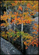 Aspens with multicolored leaves growing in boulder field. Rocky Mountain National Park, Colorado, USA.