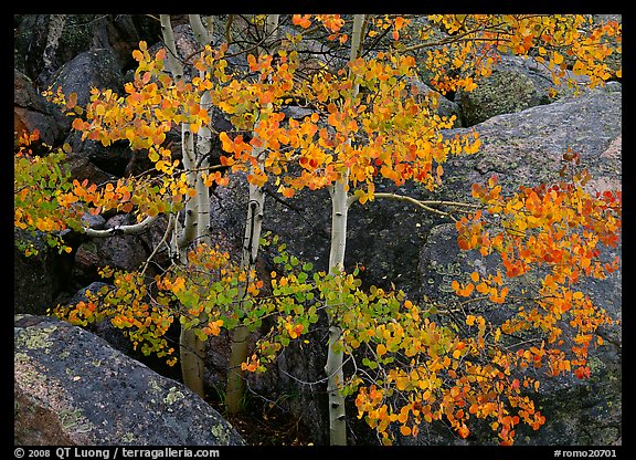 Colorful Aspen and boulders. Rocky Mountain National Park (color)