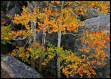 Colorful Aspen and boulders. Rocky Mountain National Park, Colorado, USA.