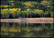 Mixed trees and  reflections. Rocky Mountain National Park, Colorado, USA. (color)