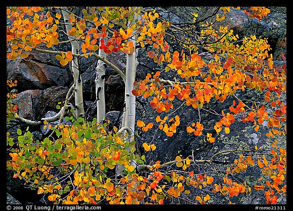 Colorful Aspen and boulders. Rocky Mountain National Park, Colorado, USA.