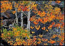 Colorful Aspen and boulders. Rocky Mountain National Park, Colorado, USA.