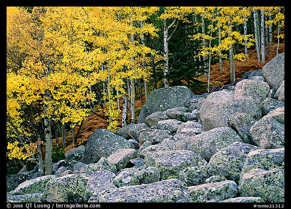 Boulders and aspens with yellow leaves. Rocky Mountain National Park, Colorado, USA.