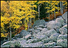 Boulders and aspens with yellow leaves. Rocky Mountain National Park, Colorado, USA. (color)