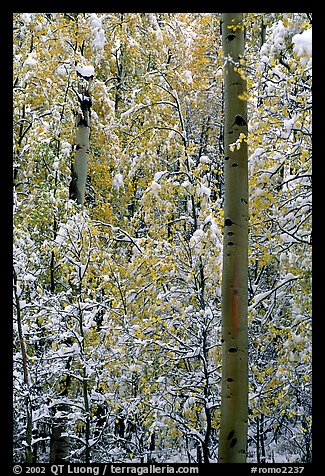 Aspens in fall foliage and snow. Rocky Mountain National Park (color)