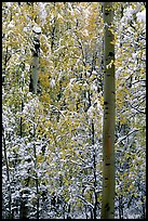 Aspens in fall foliage and snow. Rocky Mountain National Park, Colorado, USA. (color)