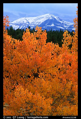 Orange aspens and blue mountains. Colorado, USA