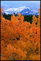 Orange aspens and blue mountains. Colorado, USA (color)