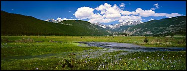 Summer wildflowers and stream in mountain meadow. Rocky Mountain National Park, Colorado, USA.