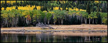 Aspens in autum foliage reflected in pond. Rocky Mountain National Park (Panoramic color)
