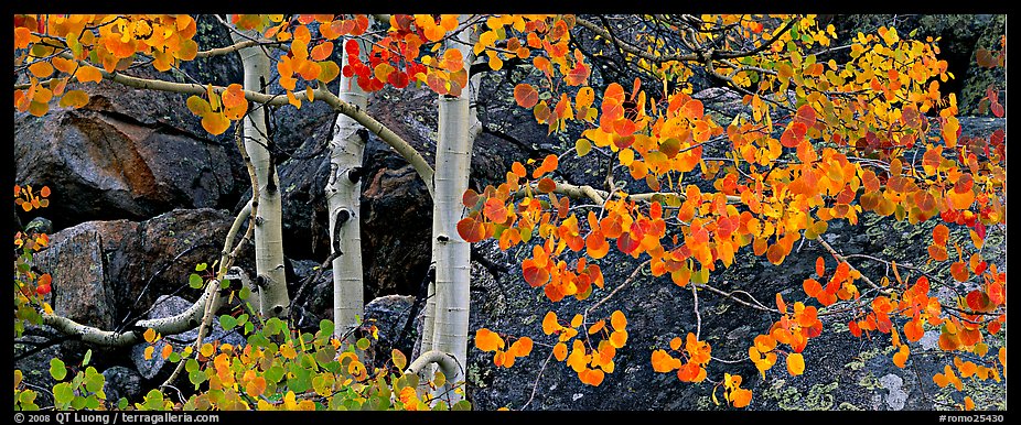 Three orange aspen trees. Rocky Mountain National Park (color)