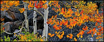 Three orange aspen trees. Rocky Mountain National Park, Colorado, USA.