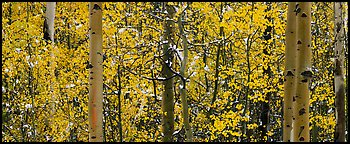 Aspen forest in autumn with a dusting of snow. Rocky Mountain National Park, Colorado, USA.