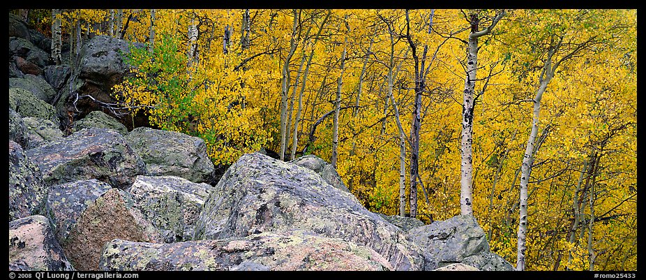 Aspens in yellow autumn foliage and boulder field. Rocky Mountain National Park (color)