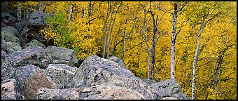 Aspens in yellow autumn foliage and boulder field. Rocky Mountain National Park, Colorado, USA.