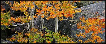 Aspen trees with fall leaves. Rocky Mountain National Park (Panoramic color)