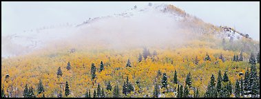 Forest with fall colors and early snow beneath fog-shrouded peak. Rocky Mountain National Park (Panoramic color)