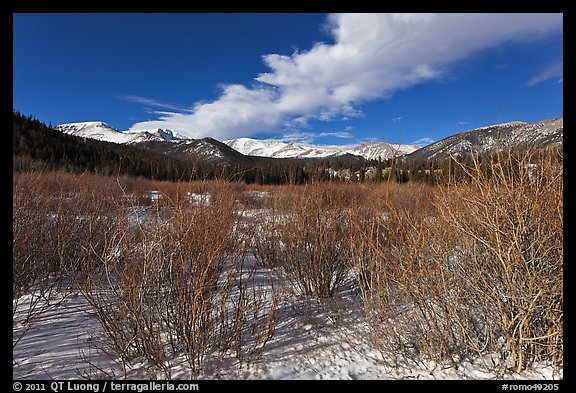 Willows near beaver pond in winter. Rocky Mountain National Park, Colorado, USA.