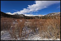 Willows near beaver pond in winter. Rocky Mountain National Park, Colorado, USA.