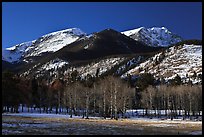 Aspens and Bighorn mountain in winter. Rocky Mountain National Park ( color)