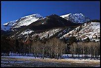 Aspens and Bighorn mountain in winter. Rocky Mountain National Park, Colorado, USA.