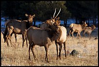 Elks. Rocky Mountain National Park, Colorado, USA. (color)