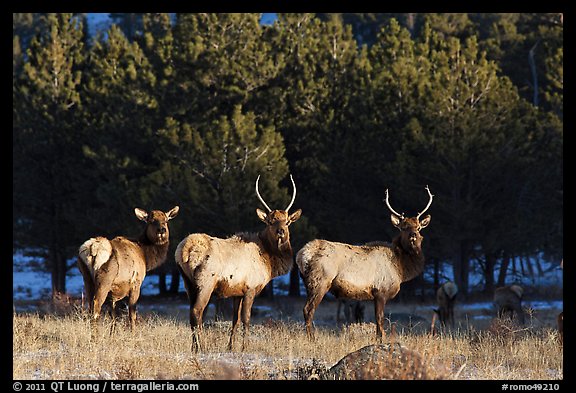 Group of Elk. Rocky Mountain National Park, Colorado, USA.