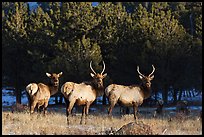 Group of Elk. Rocky Mountain National Park, Colorado, USA. (color)