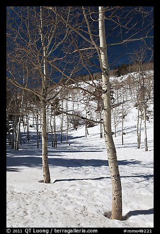 Aspen trees in winter. Rocky Mountain National Park (color)