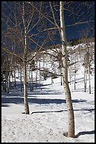 Aspen trees in winter. Rocky Mountain National Park ( color)